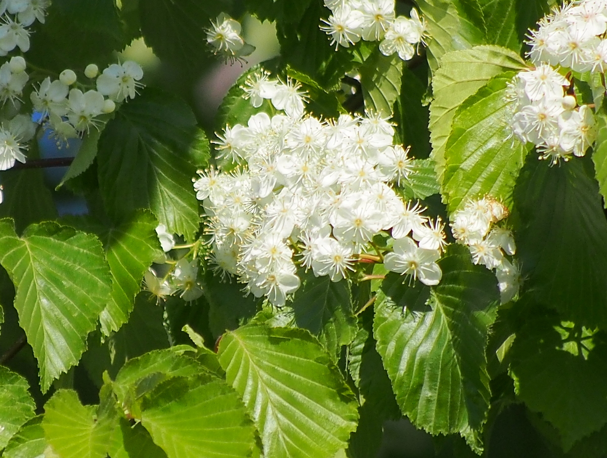 木本・草本|デジタル自然図鑑|野幌森林公園自然ふれあい交流館