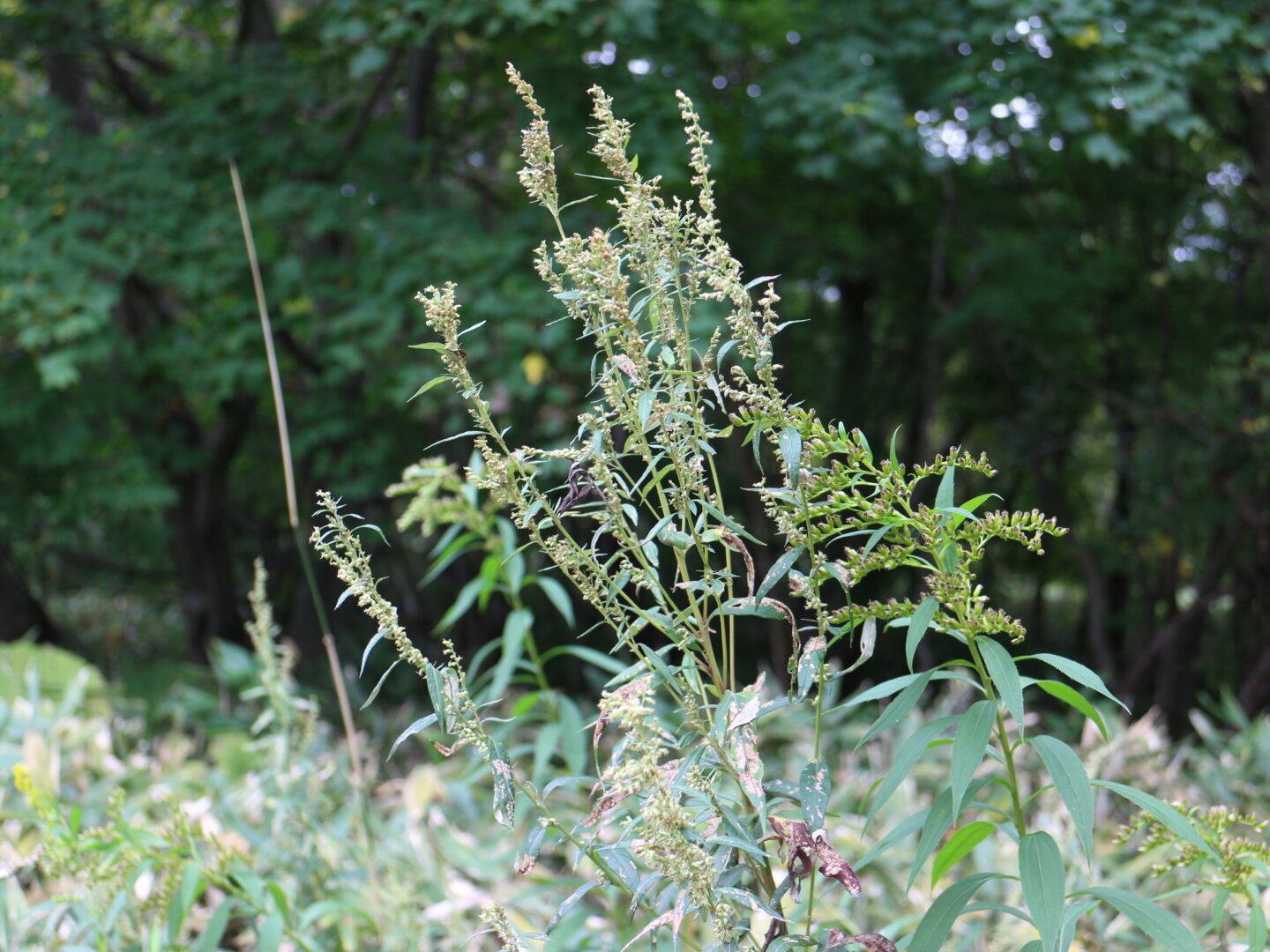 木本・草本｜デジタル自然図鑑｜野幌森林公園自然ふれあい交流館