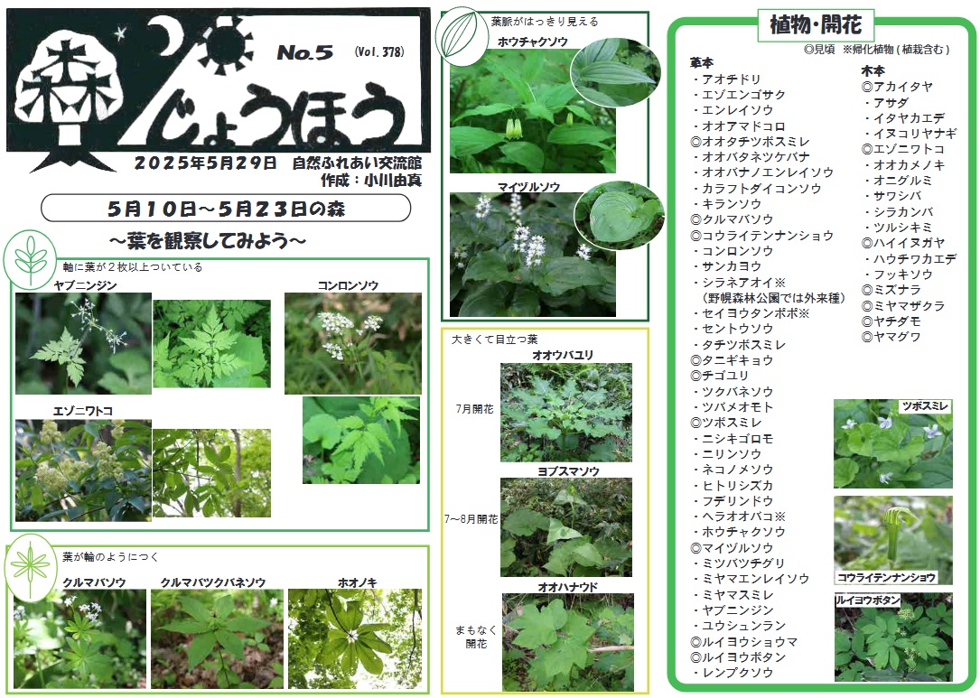 自然情報「森じょうほう」5月29日号