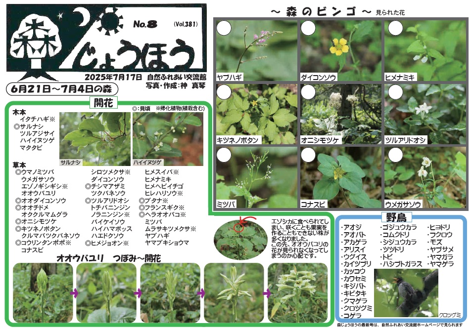自然情報「森じょうほう」7月17日号