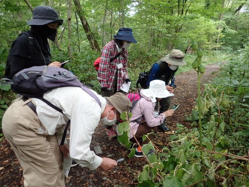 自然観察会「秋の花でにぎわう森を歩こう」