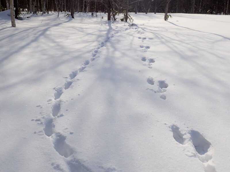 自然観察会「動物の足跡を追いかけよう！」