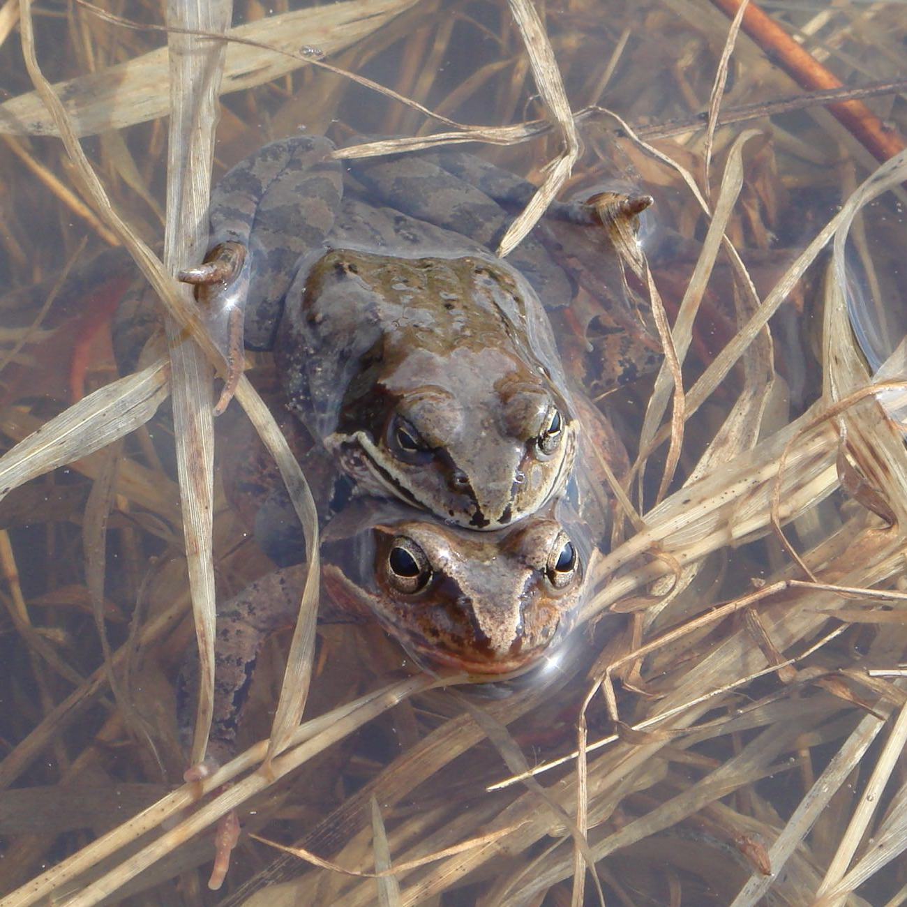 自然観察会「エゾアカガエルのラブコールを聴こう!」