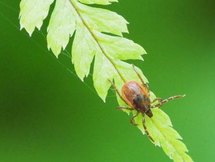 もりの講演会「マダニと害」